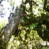 Plants: image 65 Of 208 Thumb